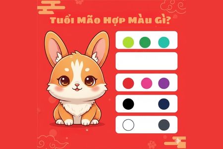 Tuổi Mão Hợp Màu Gì? Bí Kíp Chọn Màu Kích Tài Lộc Và May Mắn 2026