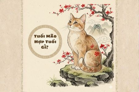 Tuổi Mão Hợp Tuổi Gì? Bí Quyết Chọn Người Đồng Hành Để Đại Thắng 2026